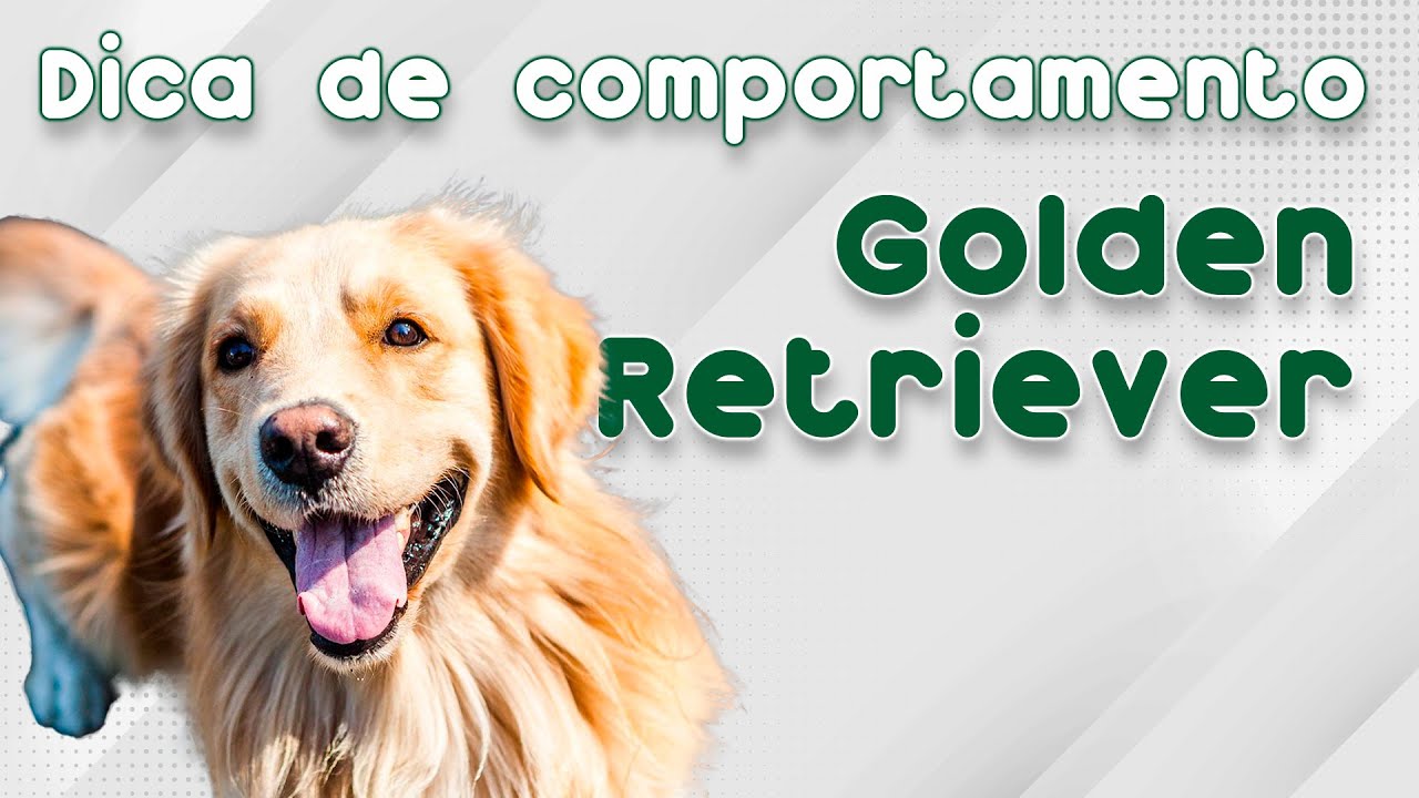 O GOLDEN É UM BOM CÃO PARA TER EM UM APARTAMENTO? | CANAL MAIS PET