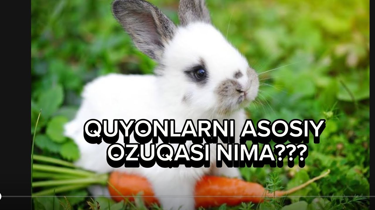 QUYONLARNI ASOSIY OZUQASI??? #quyon #rabbit 