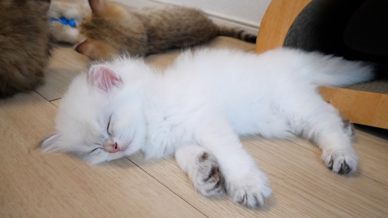 Cute little kitten showing no sign of waking up, even with all the commotion around it...