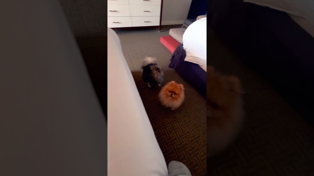 Отдохнула с парнями 🐾
