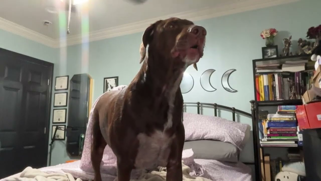 Bruce & Shiloh is live!
