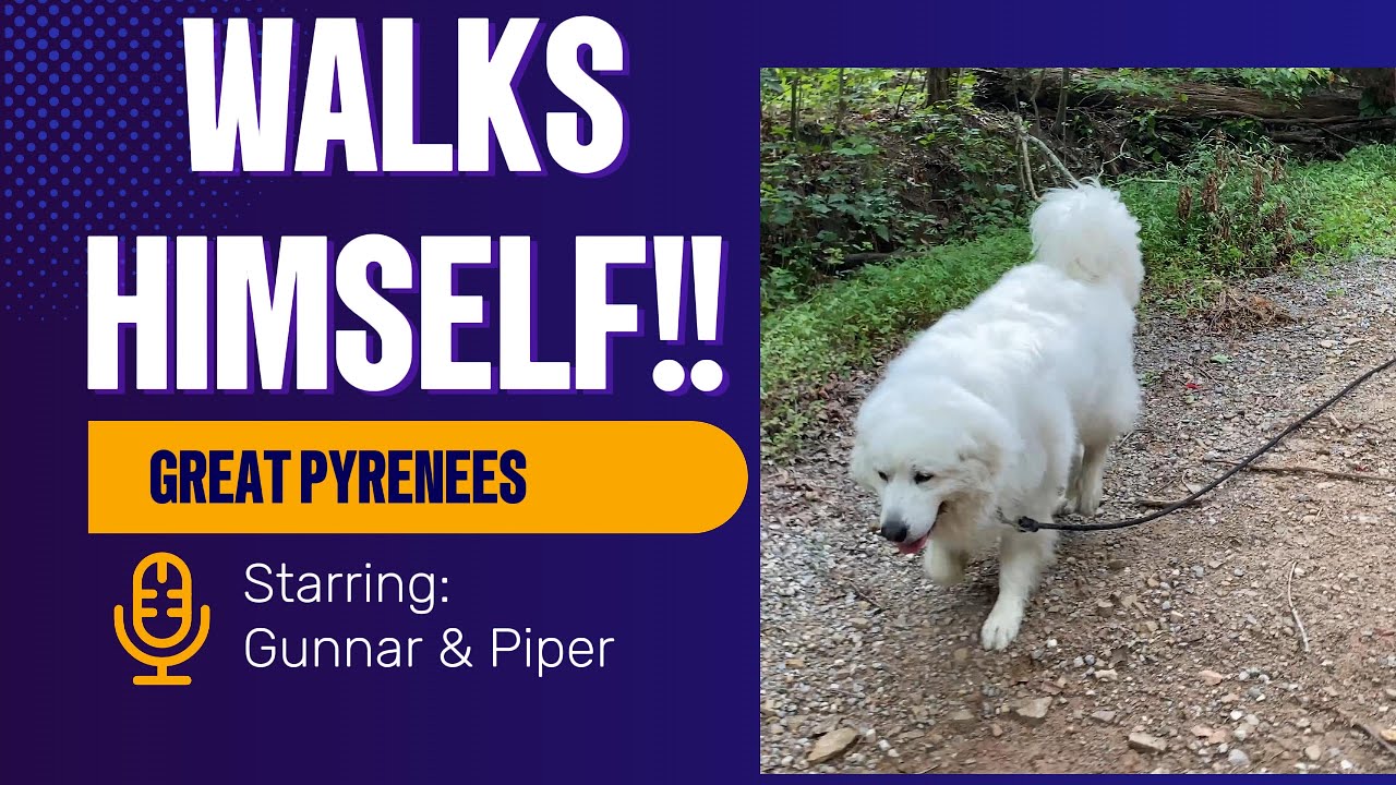 Gunnar the Great Pyrenees walks himself down the mountain