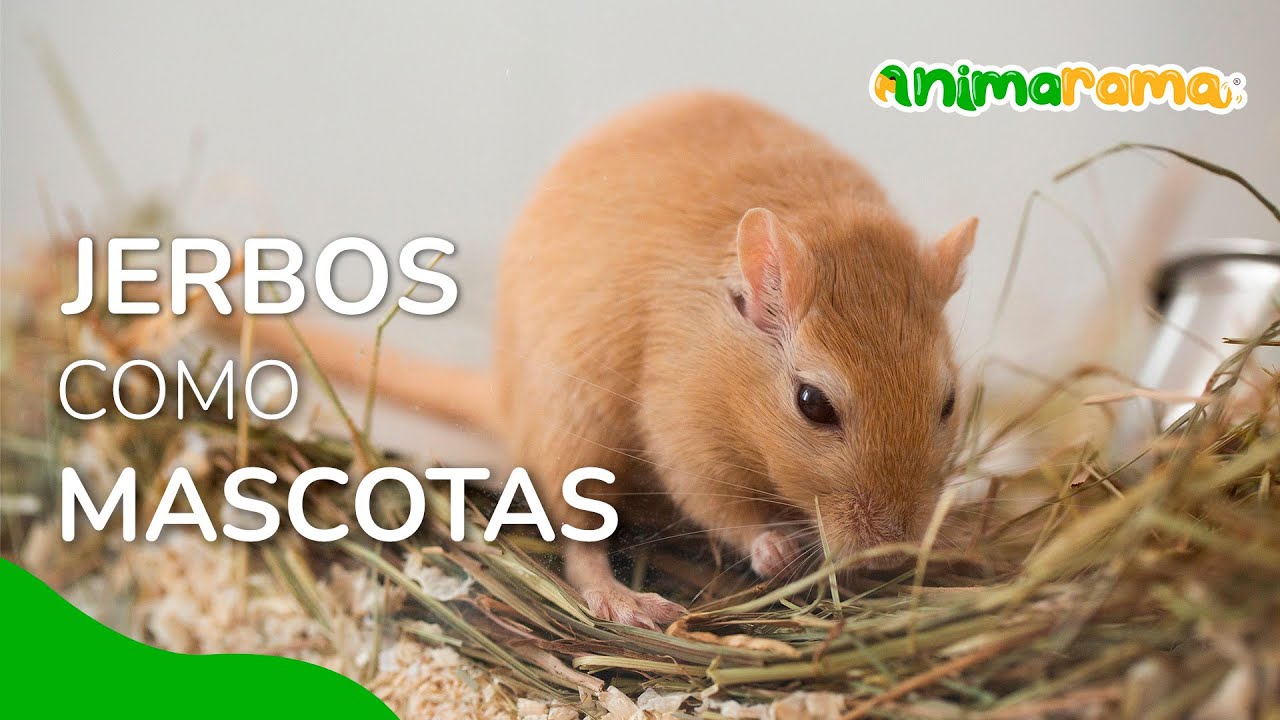 JERBO como MASCOTA | ¿Qué come un jerbo? | JERBOS
