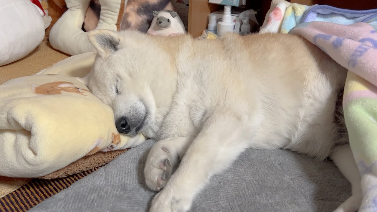 こんな状態からでも、兄の帰宅時は、お祭り騒ぎでお出迎えしてくれる柴犬と母
