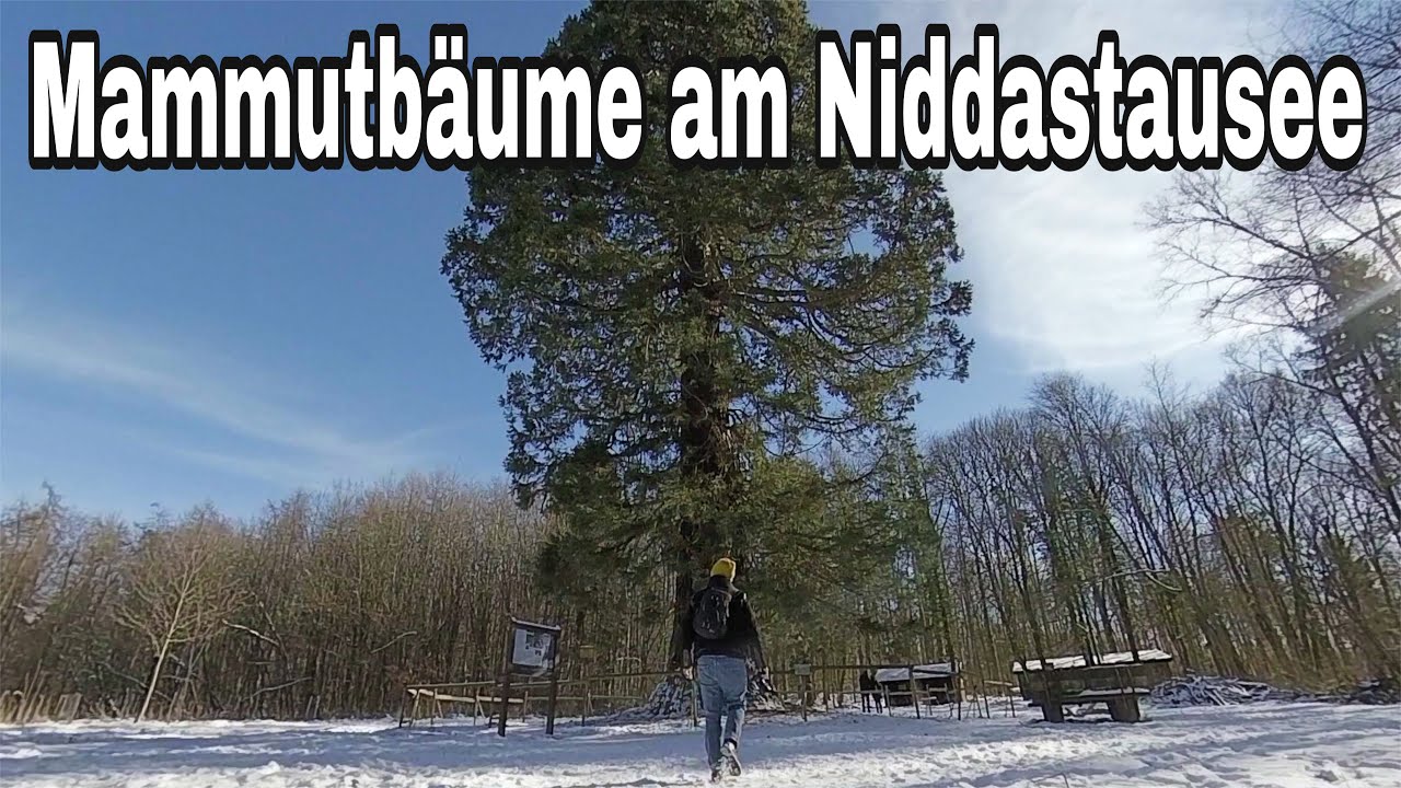 Mammutb&auml;ume am Niddastausee