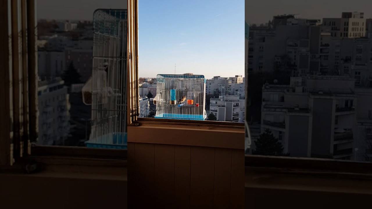 تغريدة لمقنين