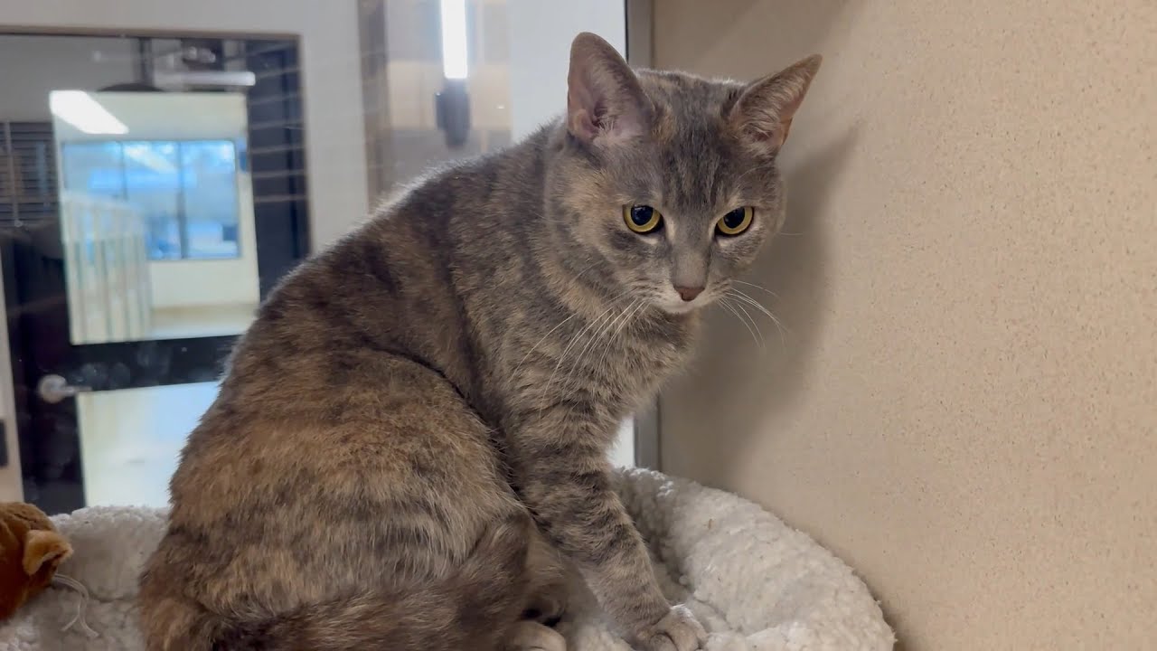 Meet Millie Today!
