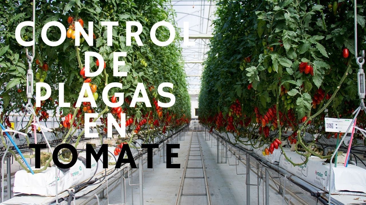 Invernaderos tecnificados: Alto control de plagas y ahorro en insecticidas [Tomate de Mazarrón]