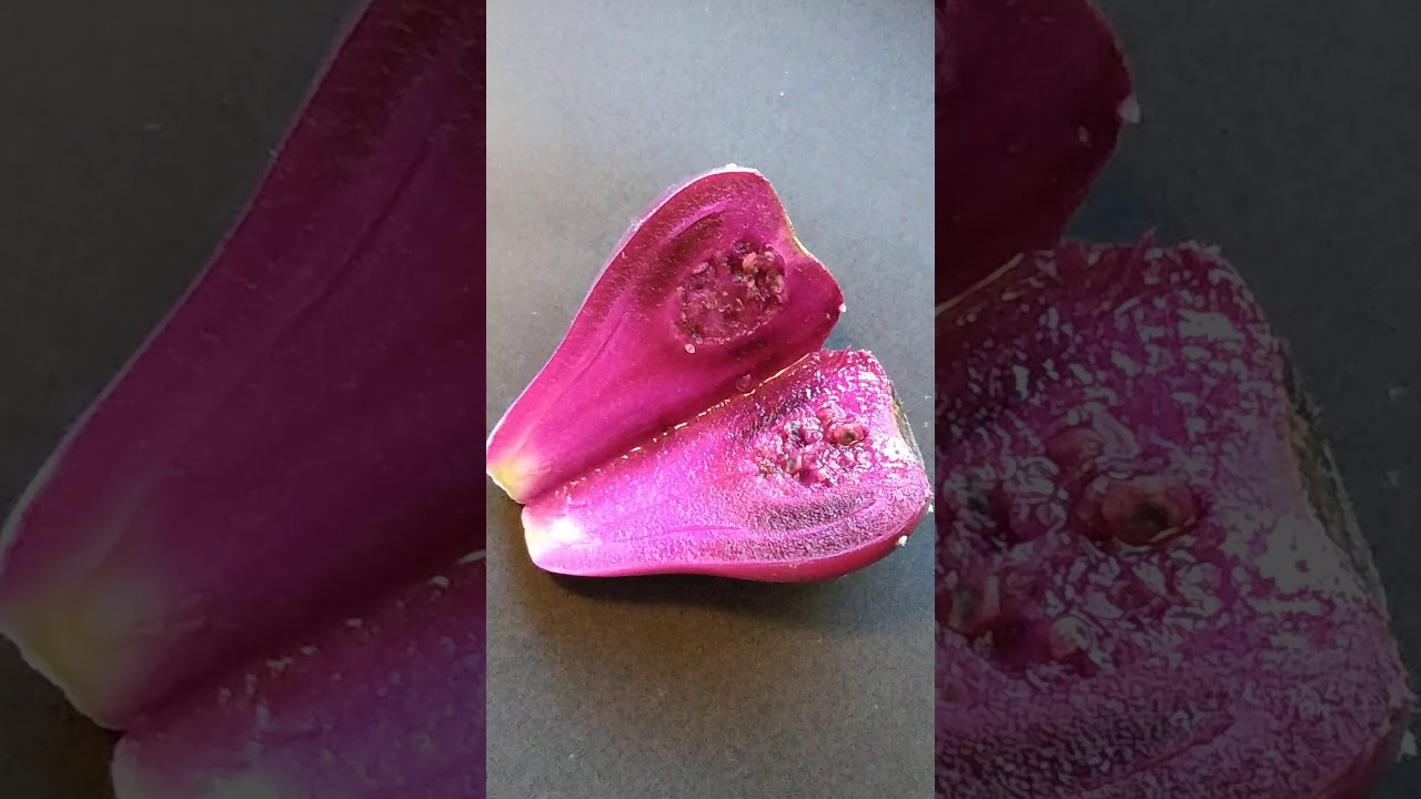 Prickly Pear - Spineless Opuntia Ellisiana - Purple Cactus Fruit
