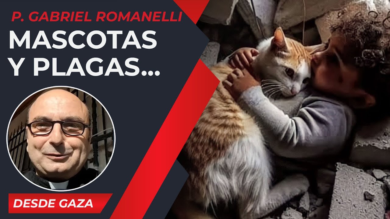 Mascotas y plagas... [8 Oct] – Cristianos en Gaza - P Gabriel Romanelli