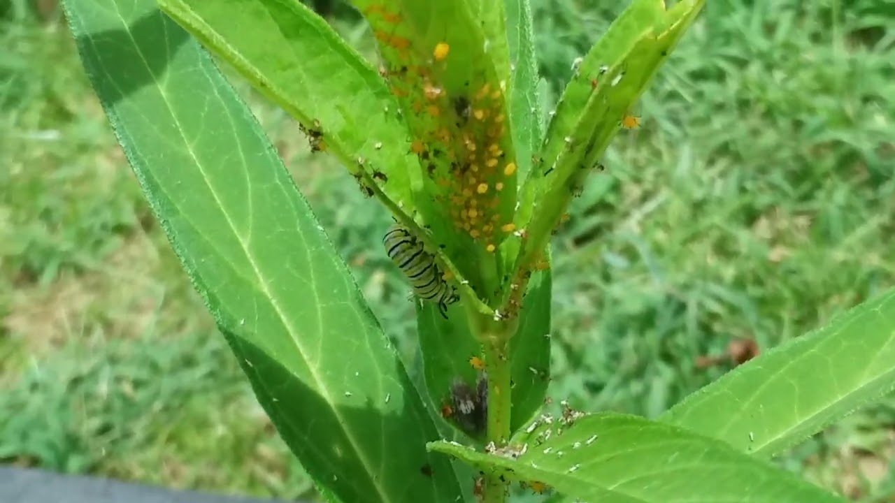 Monarch caterpillar on Swamp milkweed + oleander aphids