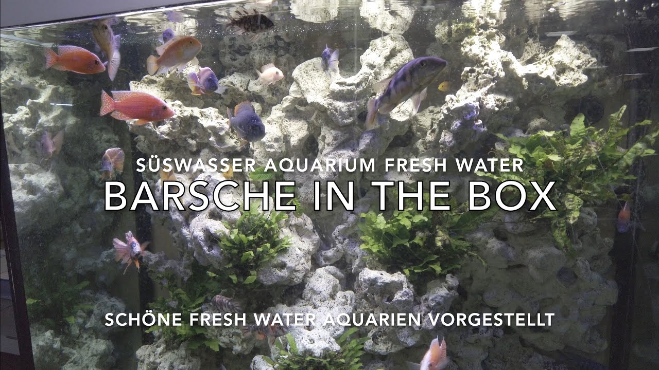 Barsche Buntbarsche in the Box - Malawi - Sch&ouml;ne Aquarien und Bunte Fische im S&uuml;&szlig;wasser Becken
