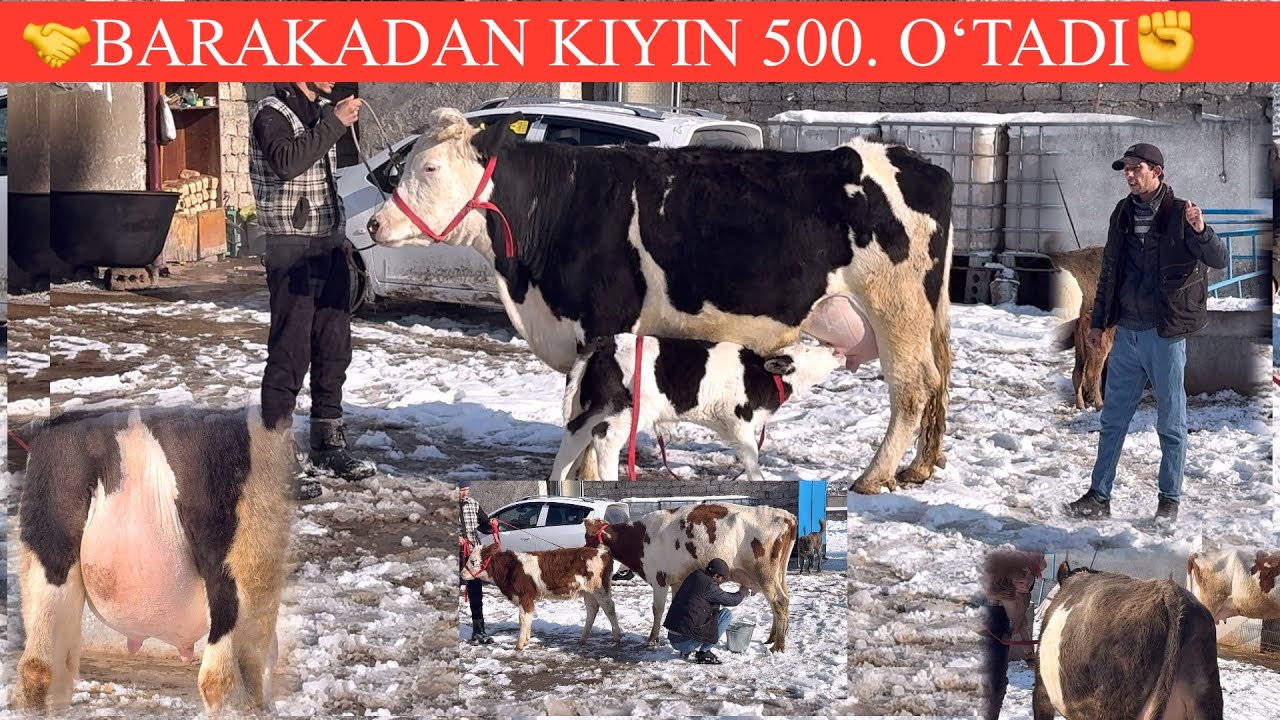 XASANBOY✊ROSDAN SHU  NARXMI😳DAXSHAT ARZON QIVORDI UTA SIFATLI ONA BOLA SIGIRLAR K🥛🌨️🏃