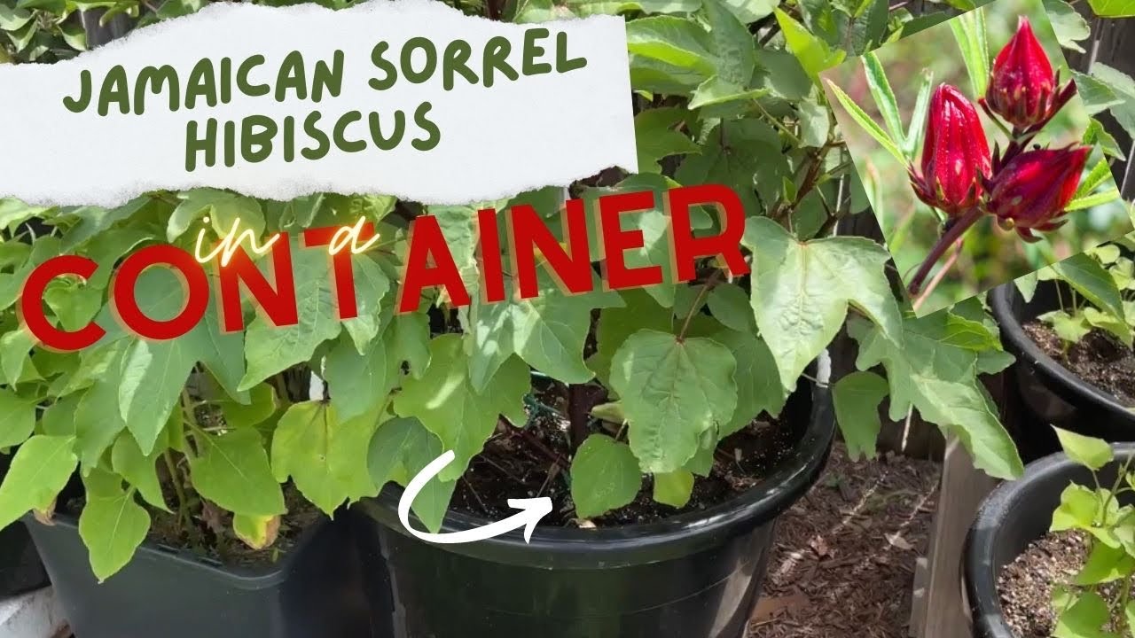 Watch This Before You  Plant Jamaican Sorrel Hibiscus in a Container
