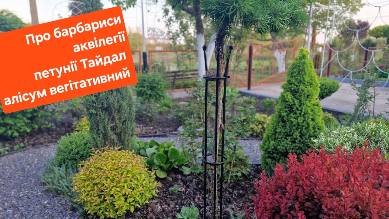 Прогулянка.Барбариси.Петунія Тайдал та Алісум Сноу Прінцес на ПМП