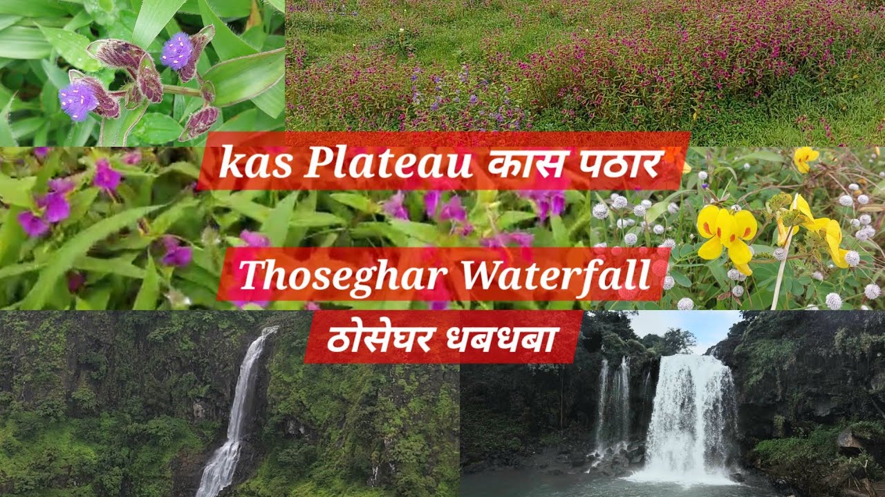 Kas Pathar & Thoseghar Waterfall कास पाठार अणि  ठोसेघर धबधबा 