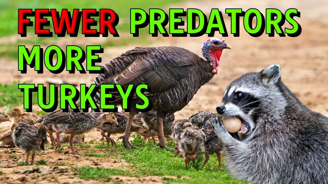Proven Methods to Remove Turkey Predators | Turkey Hunting