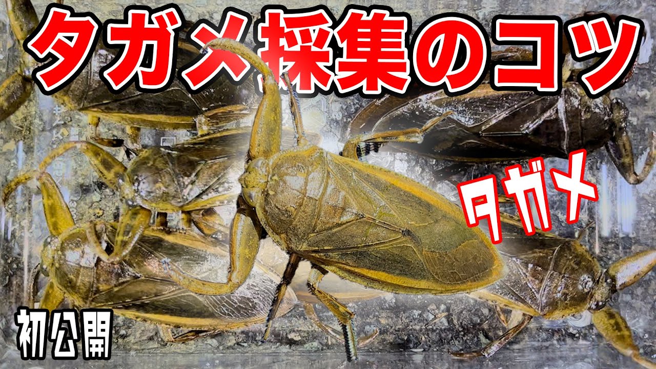 【タガメ採集①】極秘のタガメ採集のコツをプロが教えます