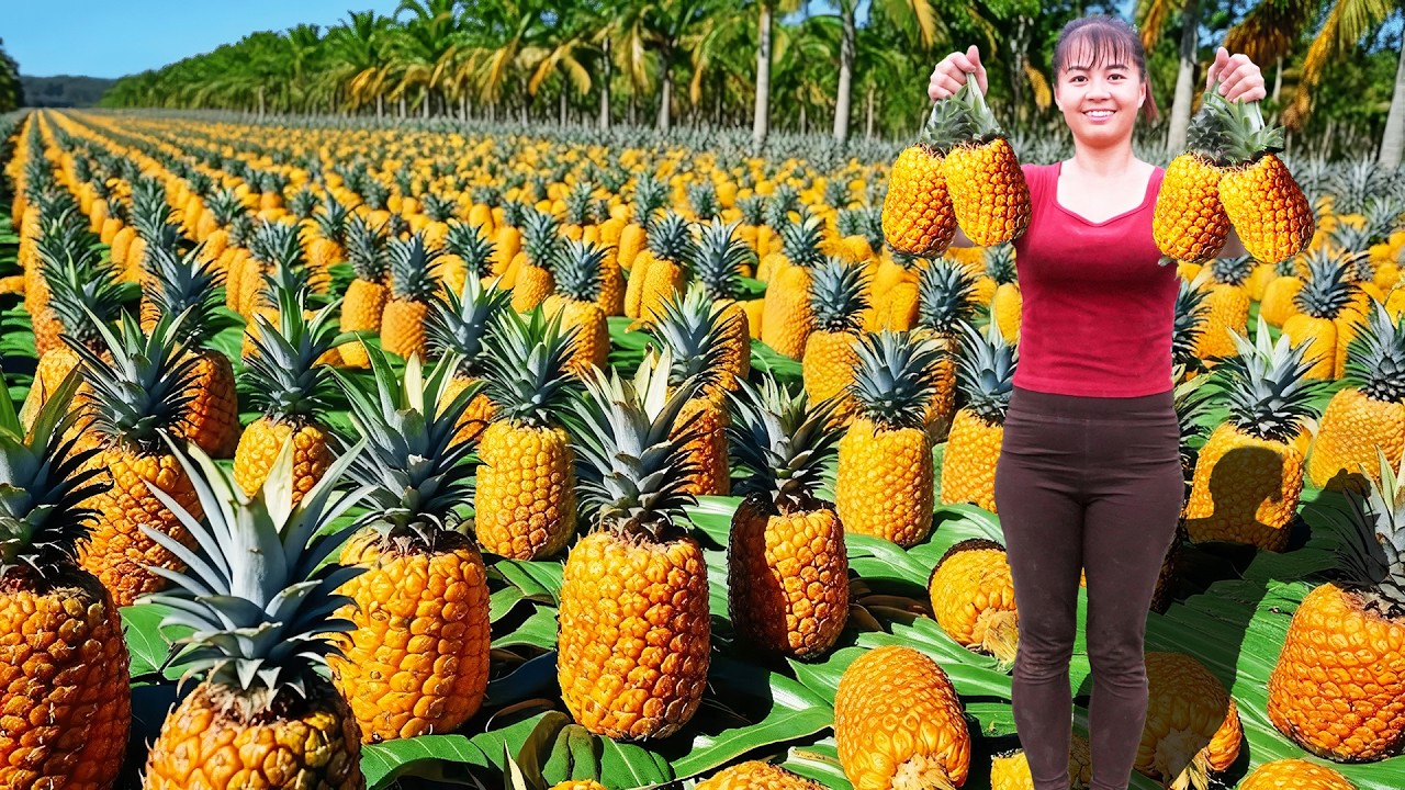 Use 3-Wheeled Vehicle Harvesting Many Pineapples Goes To Countryside Market Sell - Farm Life