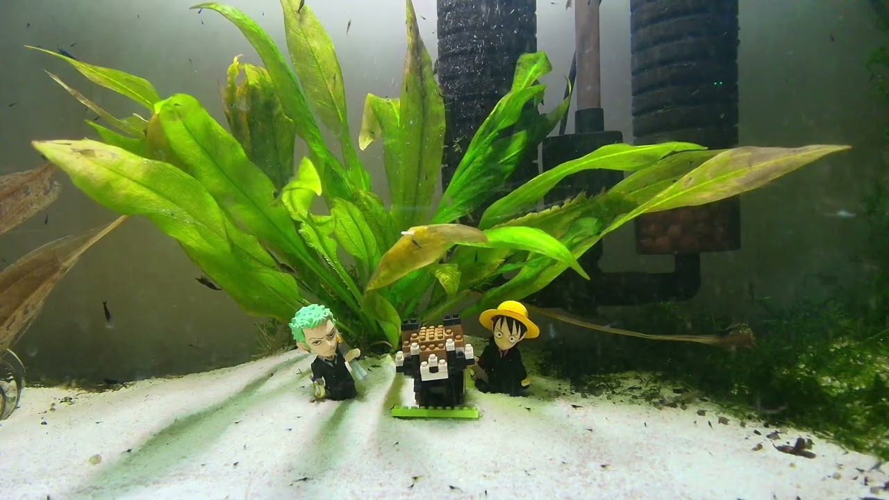 18.02.2026 Neocaridina Aquarium
