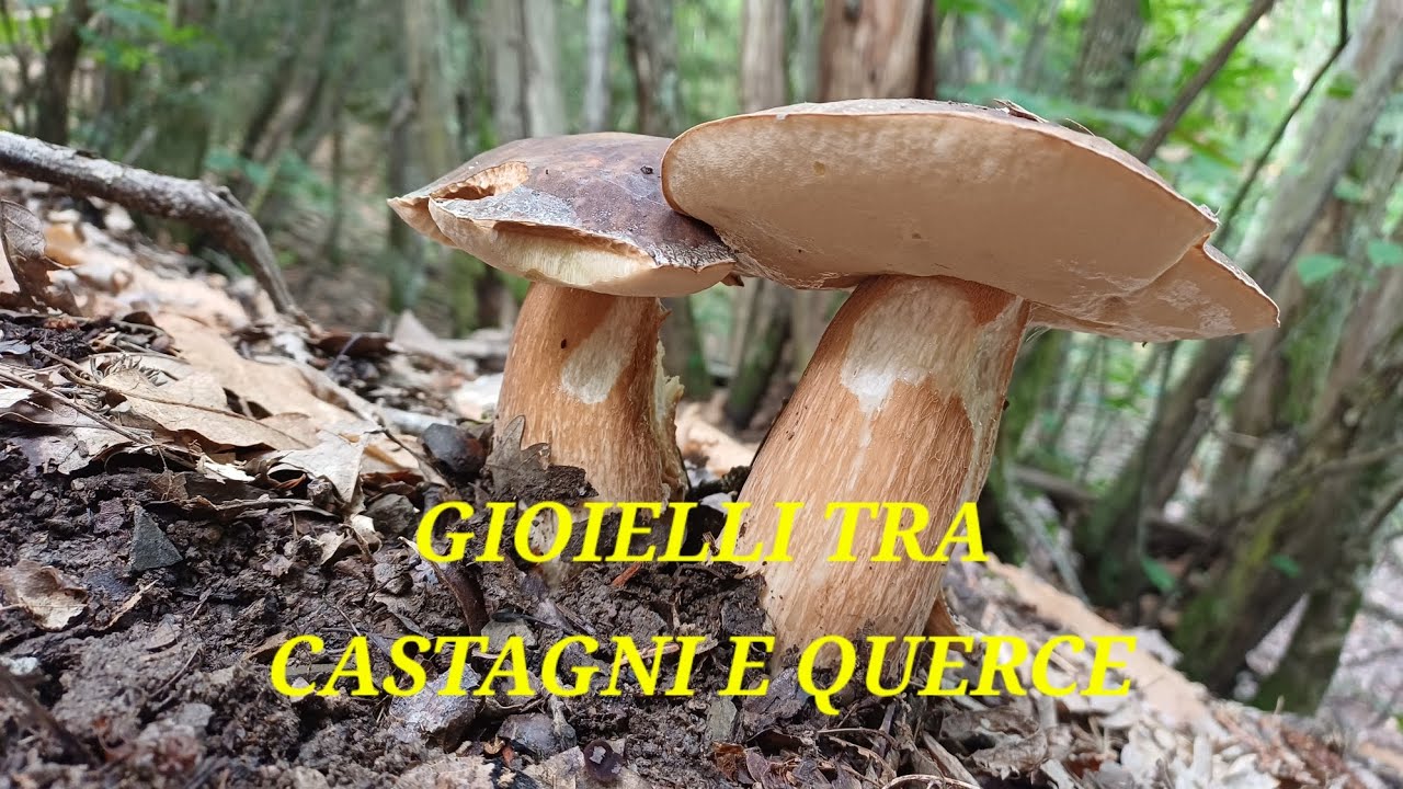 FUNGHI PORCINI SETTEMBRE 2025 - I gioielli del castagno e della quercia 😍🍄‍🟫