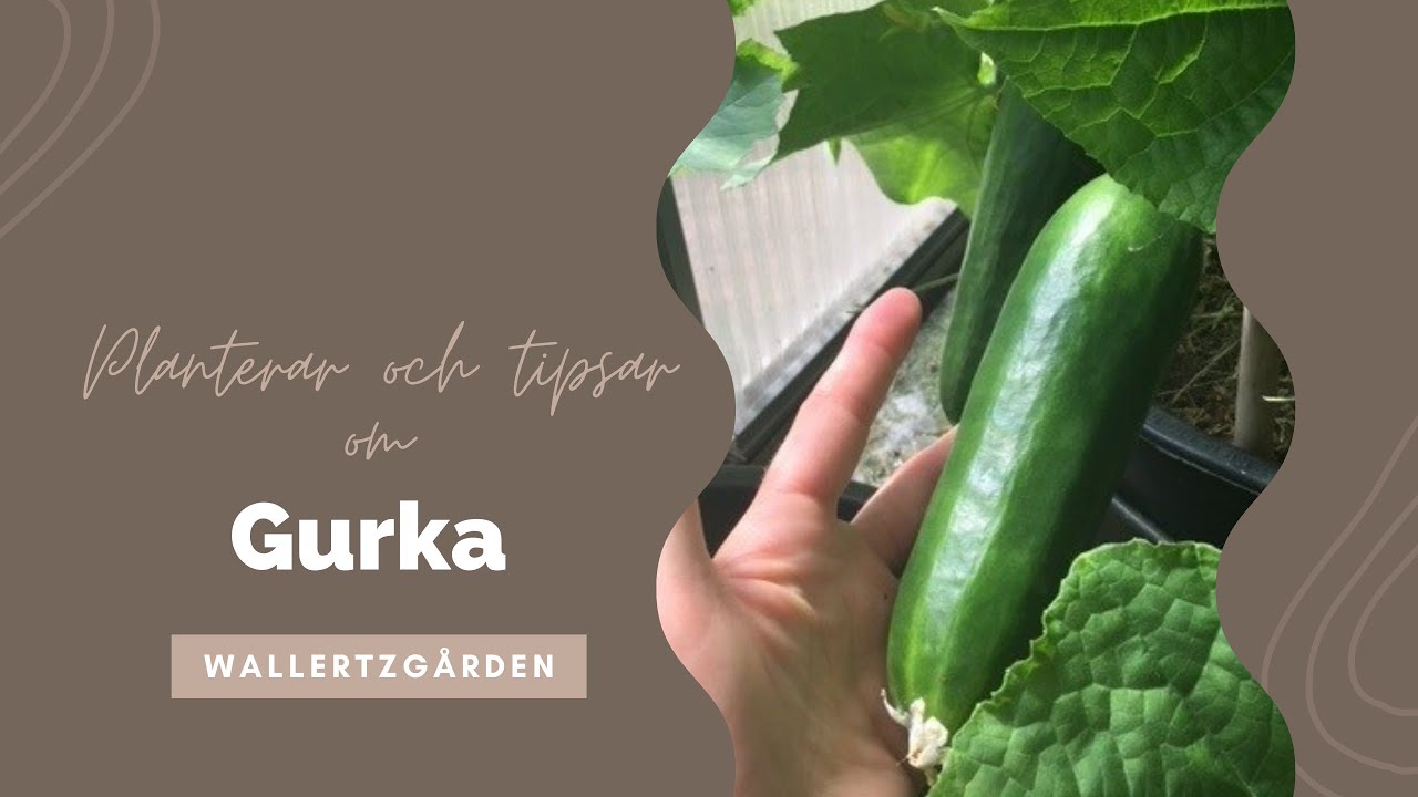 Odla gurka- Mina bästa tips