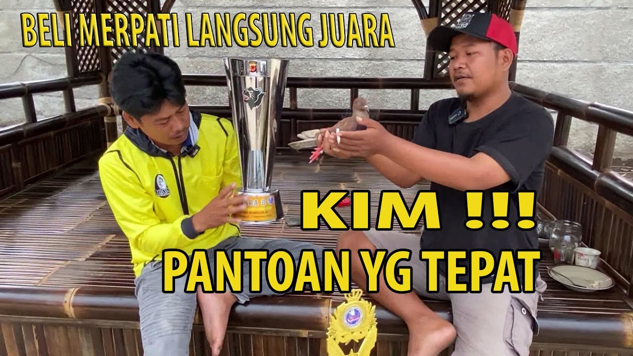 SELAMAT BERGABUNG KIM !!! BELI MERPATI PANTOAN PLAYER SAAT LOMBA MALAH DAPAT JUARA