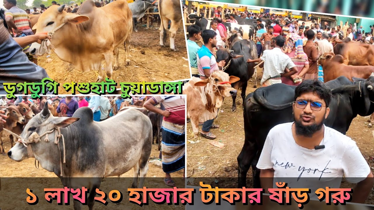 @কোরবানি ধামাকা|| 1 লাখ 20 এর মধ্যে ষাড় গরুর দাম|| চুয়াডাঙ্গার ডুগডুগি পশুহাট থেকে। ২৮/৪/২৫
