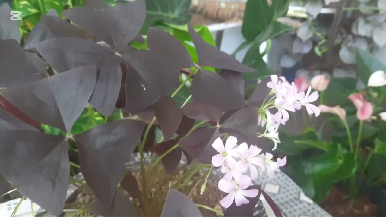 Plant sale. - 7.  0716940569
