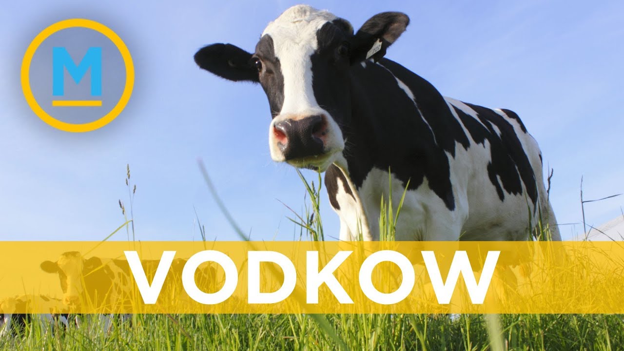 This Ontario distillery is making vodka from cow's milk | Your Morning
