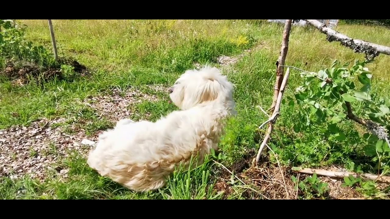 Jong leven op de boerderij || Mijn off-grid boerderij VLOG 54