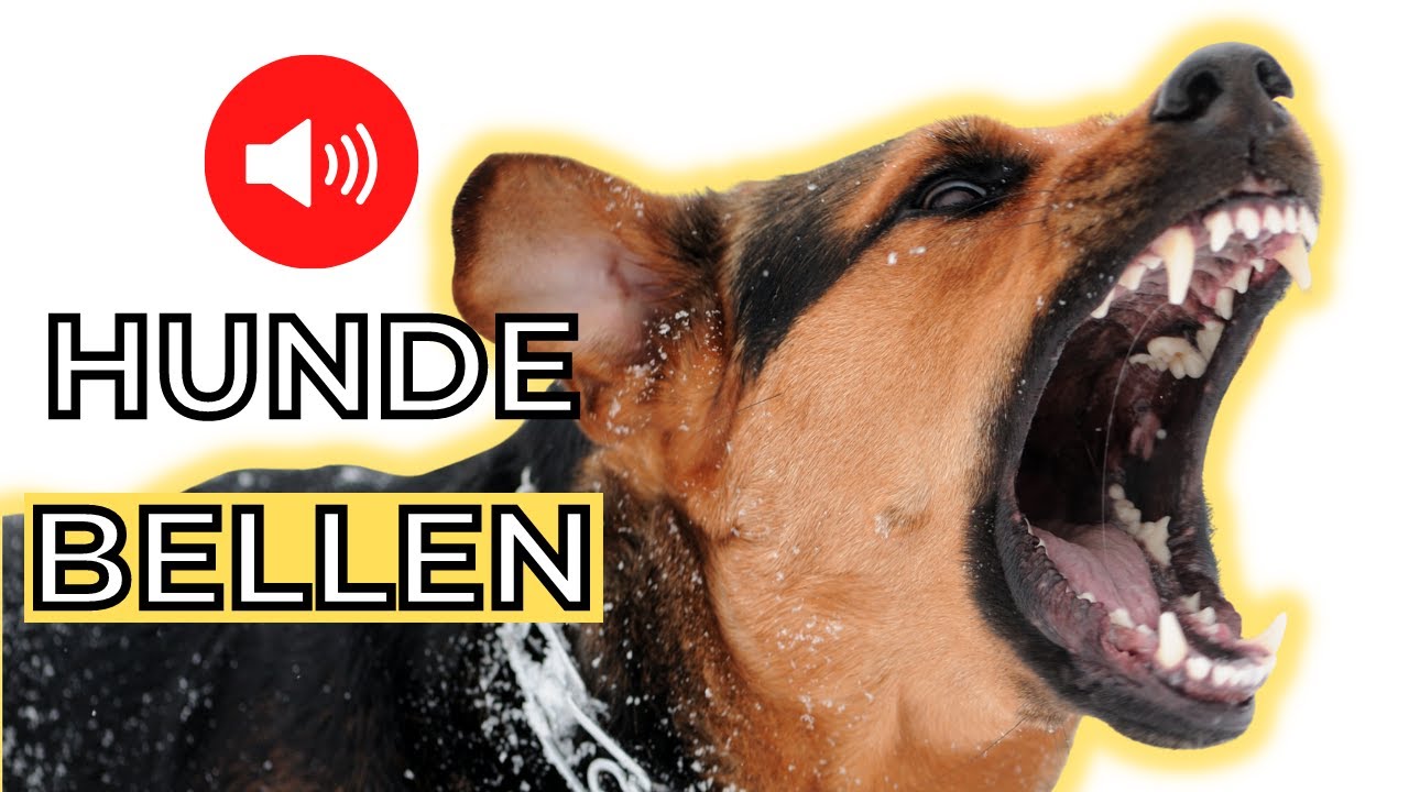 Hunde bellen sound 🐕 geräusche die Hunde bellen