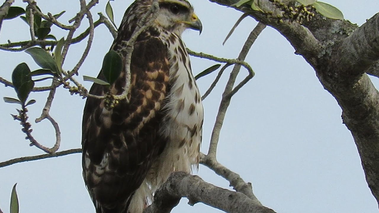Mexican Goshawk