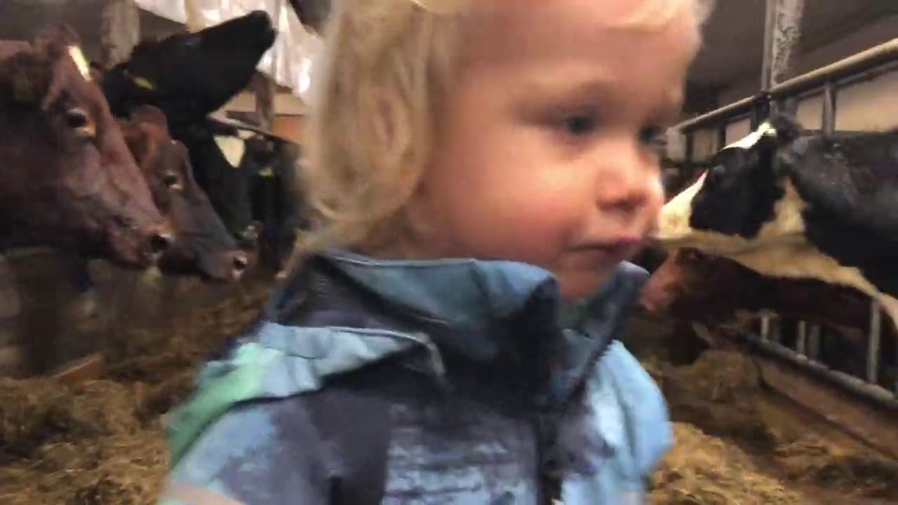 Life on a Small Dairy Farm in Finland