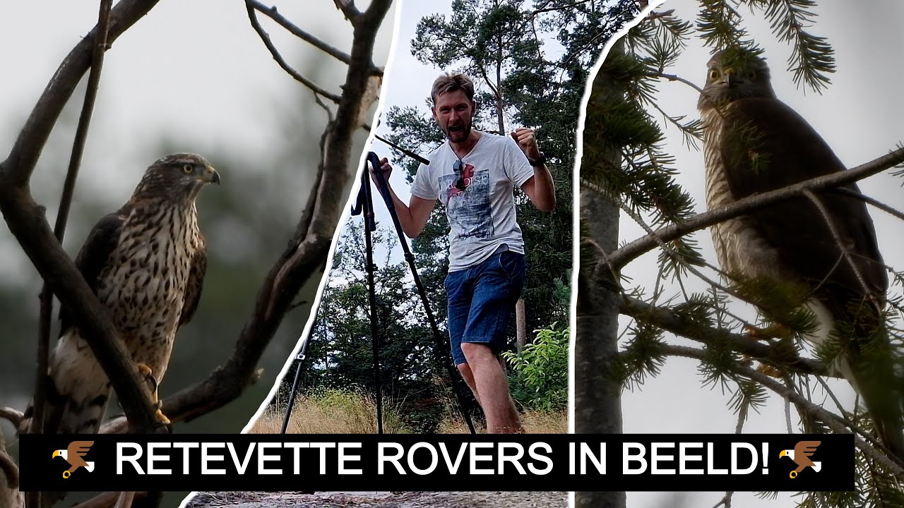 #268: Sperwers én Havik voor de lens! | Nikon P1000