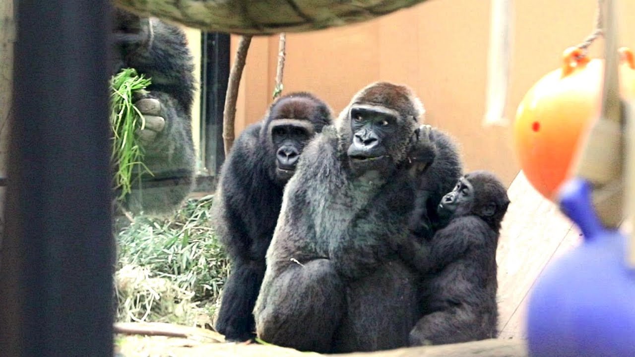 ゲンタロウ、大きな奇声を出してお父さんモモタロウから逃げる。【京都市動物園、ニシゴリラの家族】