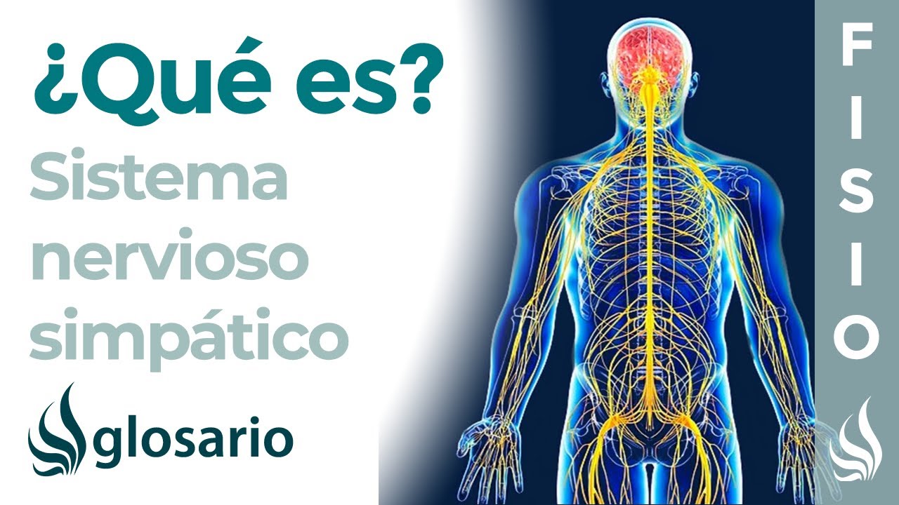 SISTEMA NERVIOSO SIMPÁTICO | Qué es, cómo funciona, partes, qué controla y lesiones