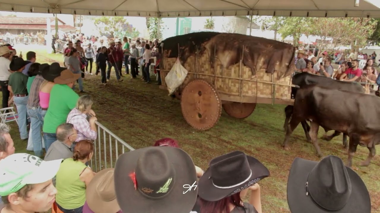 Desfile Carros de Bois de Damolândia/GO 2024