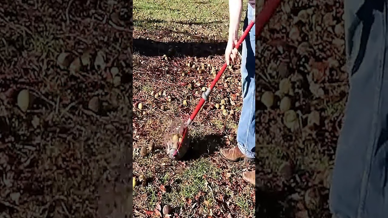 🚜 &iexcl;Impresionante! El arte oculto de la recolecci&oacute;n de nueces #&Eacute;pico #Agricultura