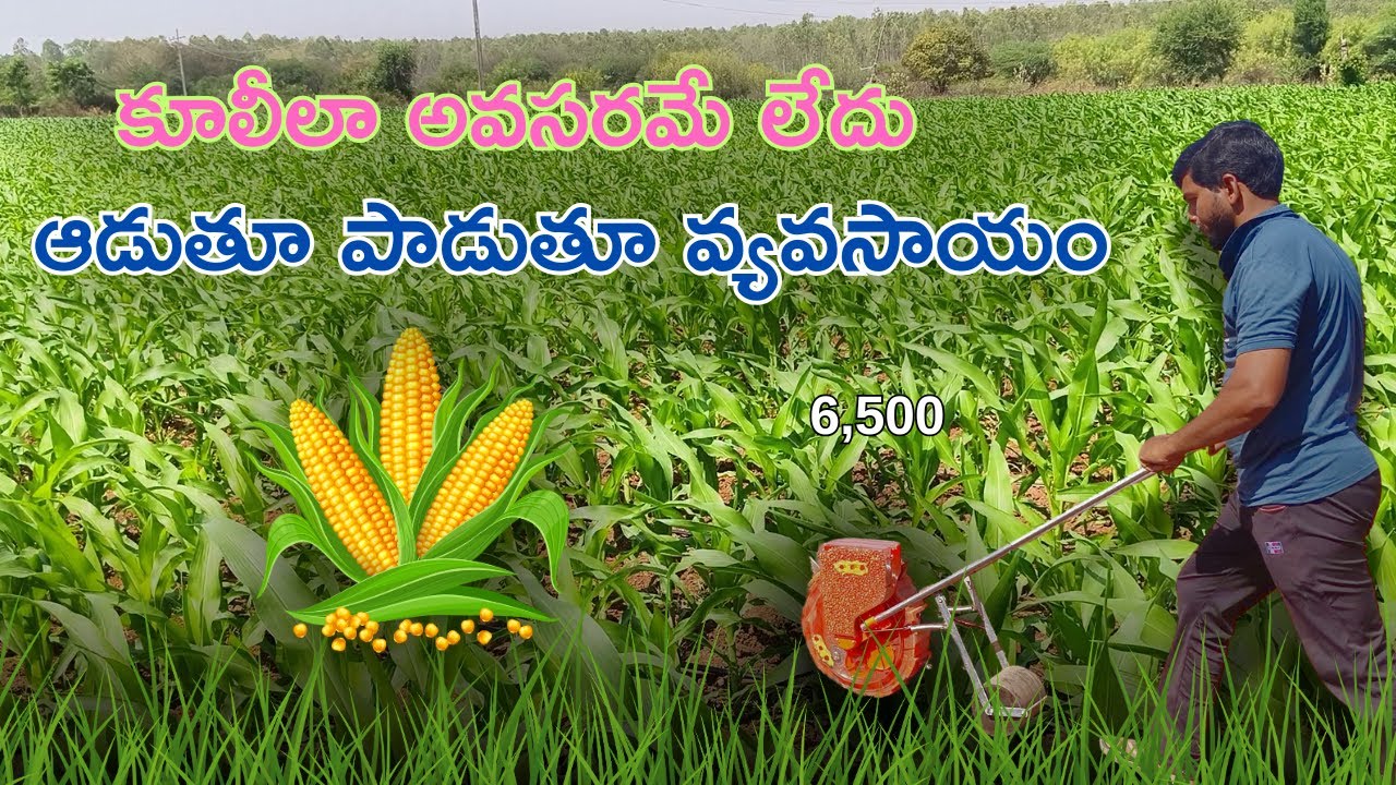 Hand Push Seeder || కూలీలు అవసరమే లేదు || Please Save Farmers || Maize Cultivation