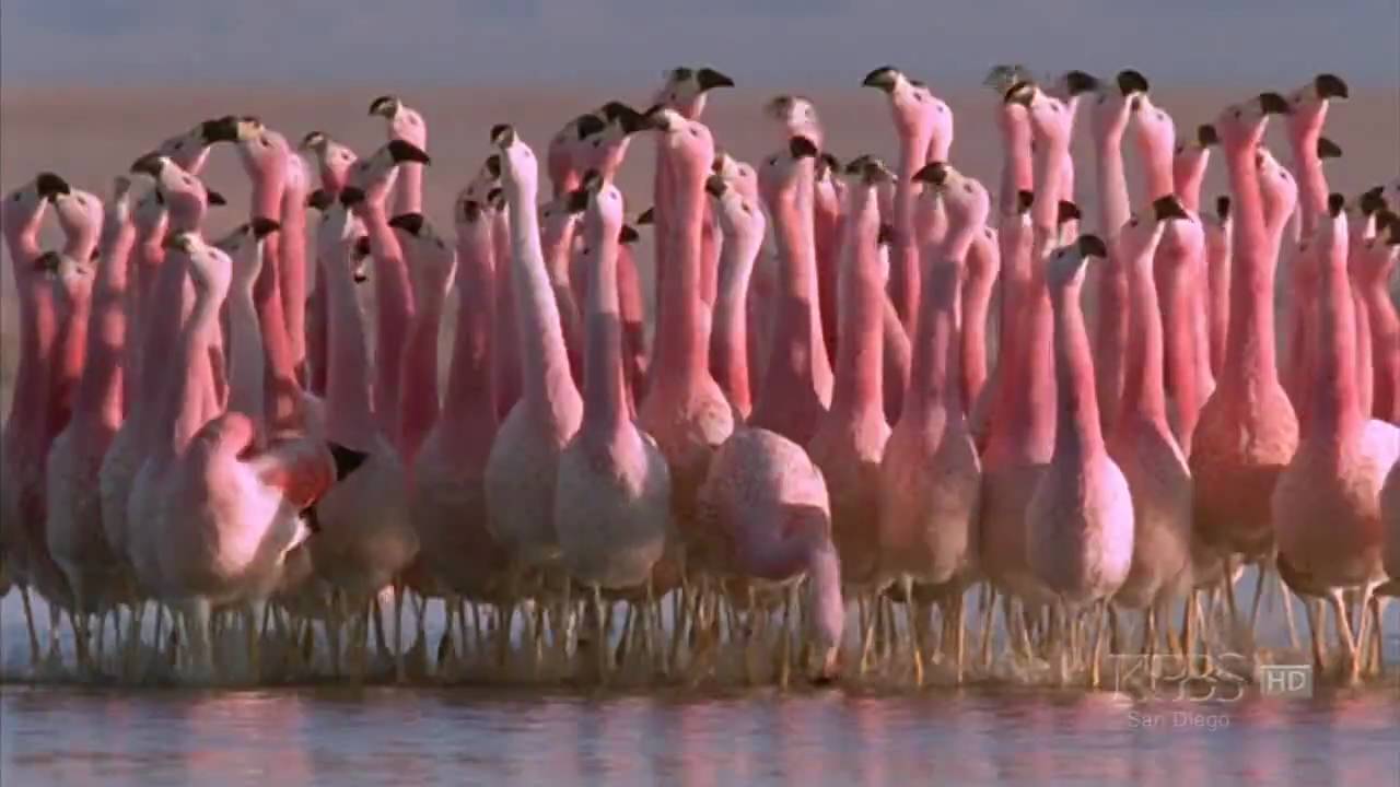 (Hilarious) Andean flamingo mating dance | NATURE | 
