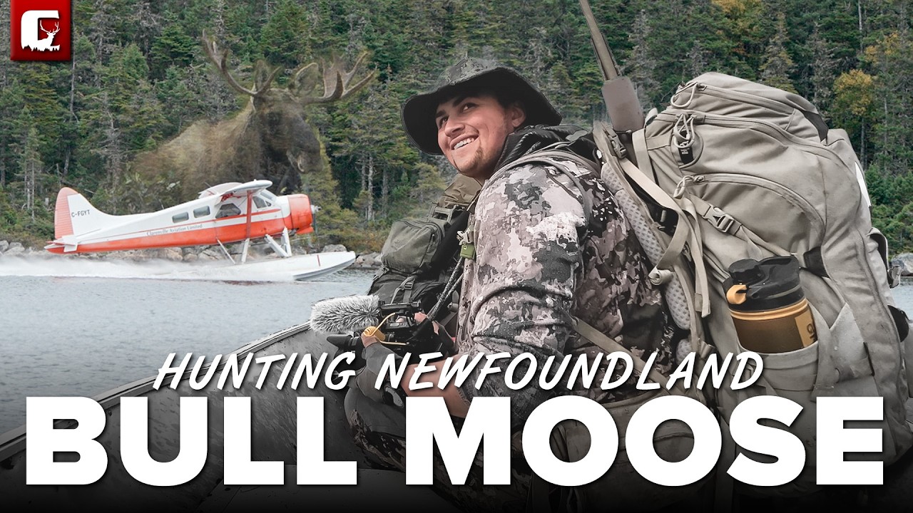 A Newfoundland Moose Adventure | The Choice