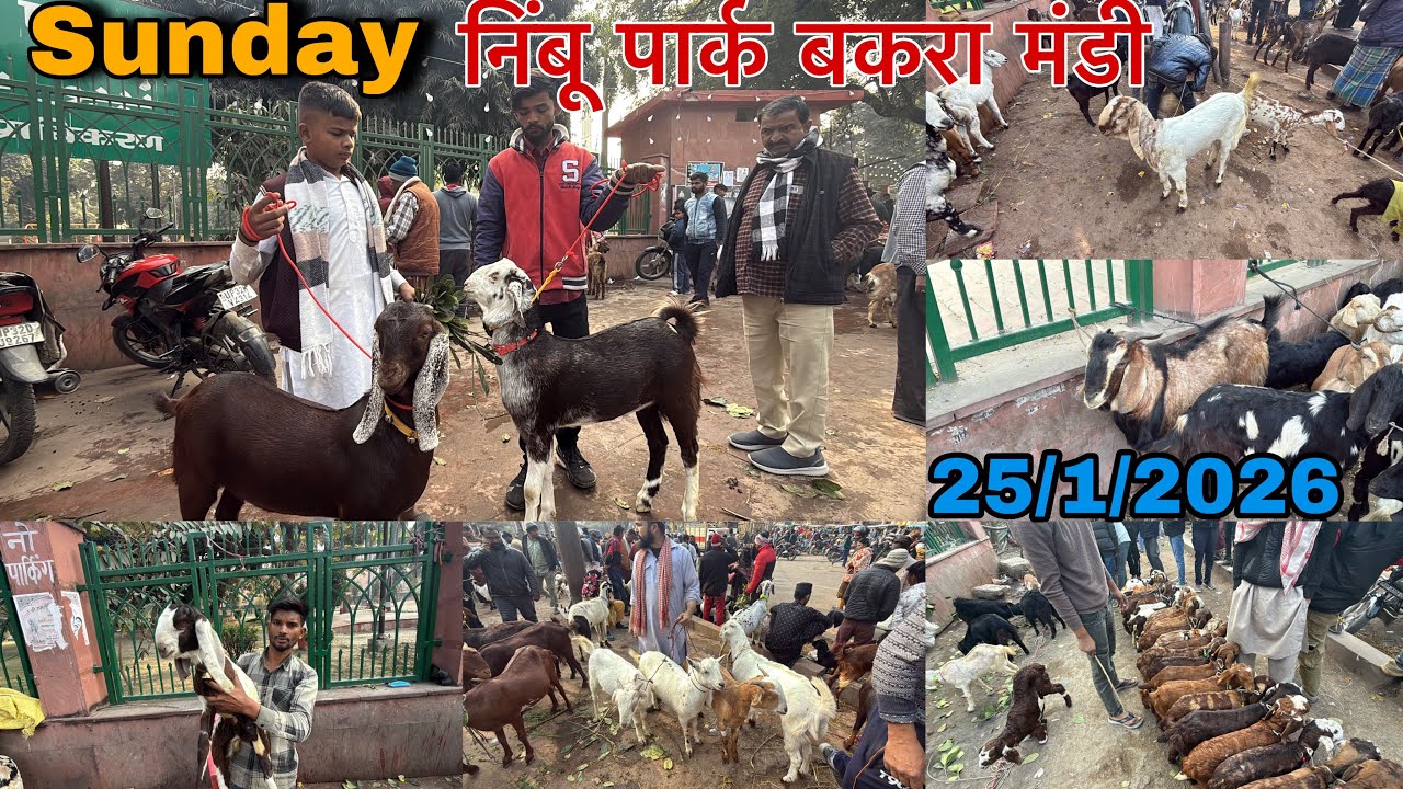 Sunday निंबू पार्क बकरा मंडी | 25/1/2026 | Lucknow bakra mandi | mandi rate | live sauda  