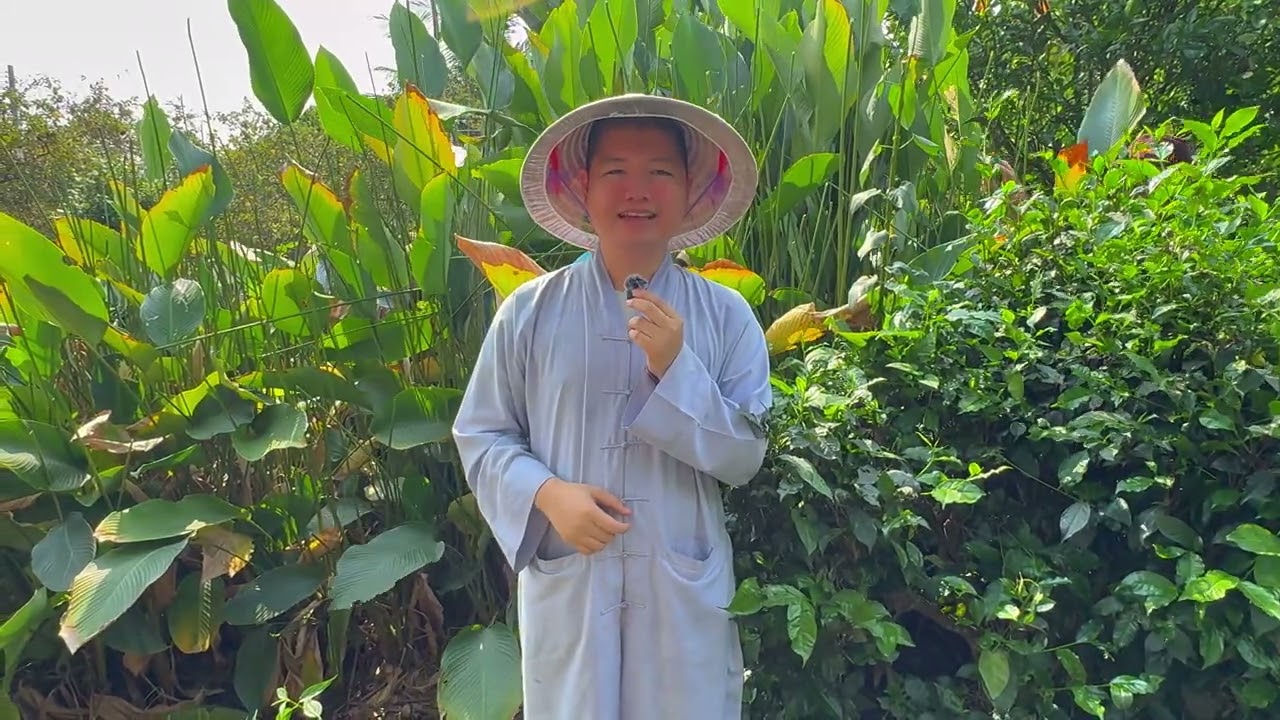 KÝ SỰ TRƯỚC TẾT #1 THẦY VÀ CÁC CHÚ HÁI LÁ DONG ĐỂ NẤU BÁNH CHƯNG CHO ĐẠI CHÚNG