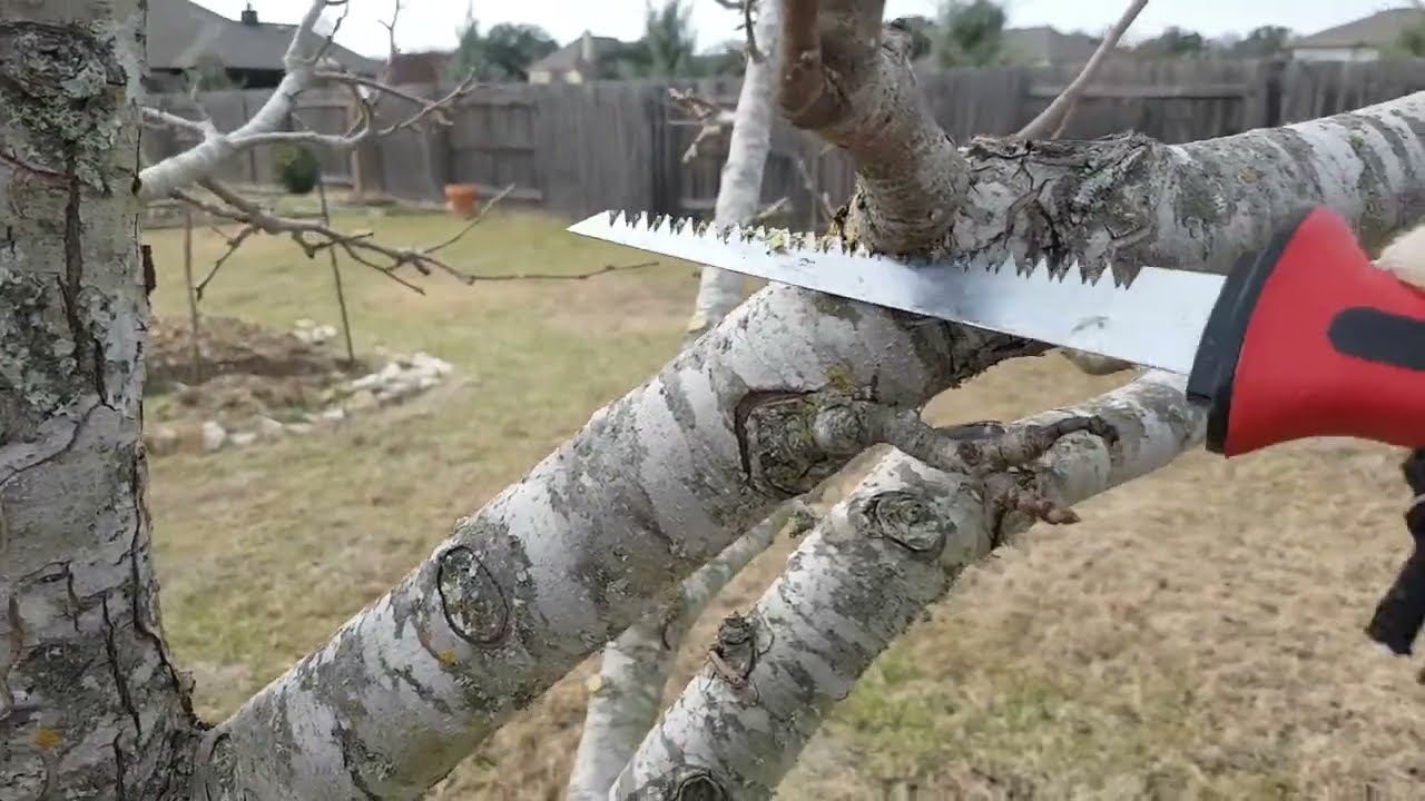 [Eng Sub] Prune Adult Fruit Tree (Pear) 成年梨树的修剪 (20220221)