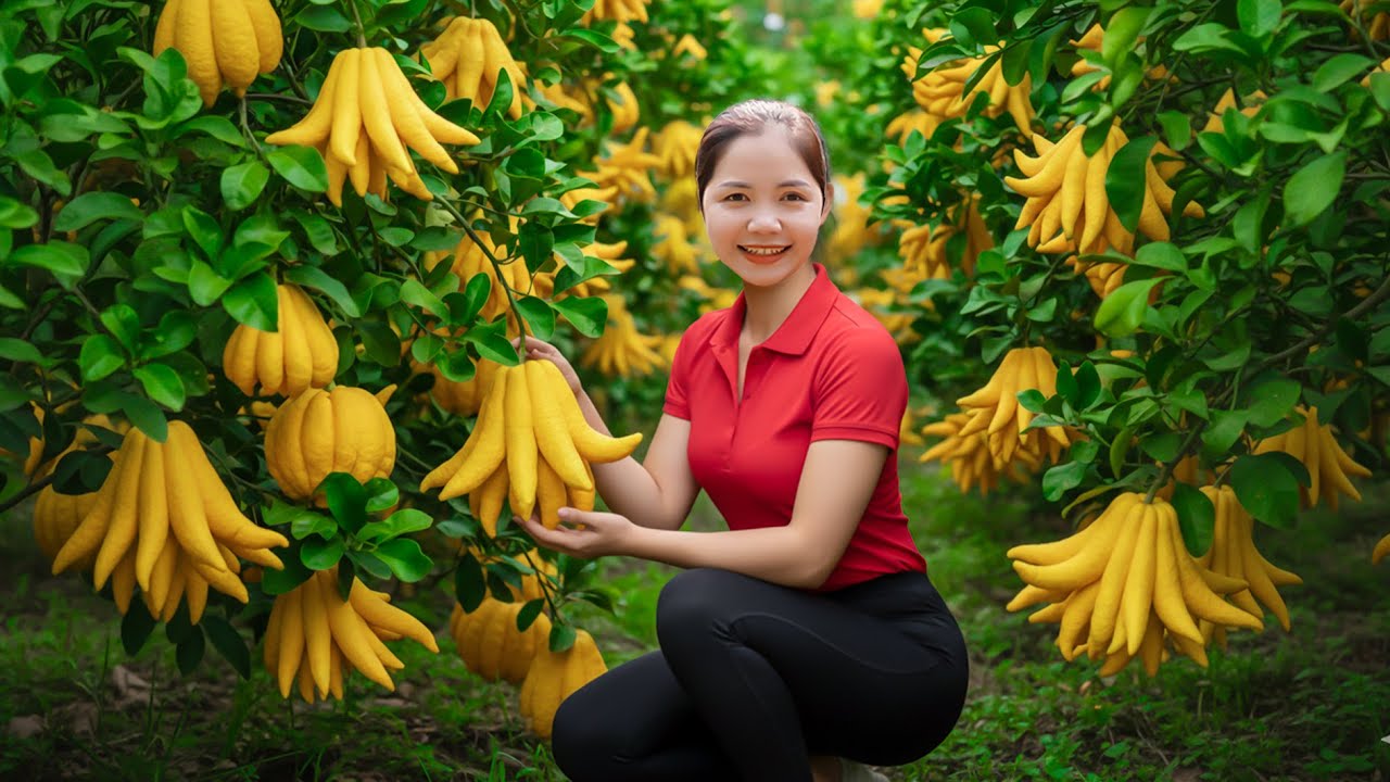 Harvesting 1000+ Buddha's Hand Fruit Goes To Market Sell, Sacred Lucky Fruits | Han Harvesting