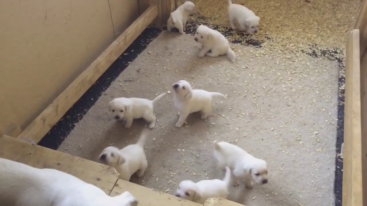 Littlerock Labradors white polar bear labs