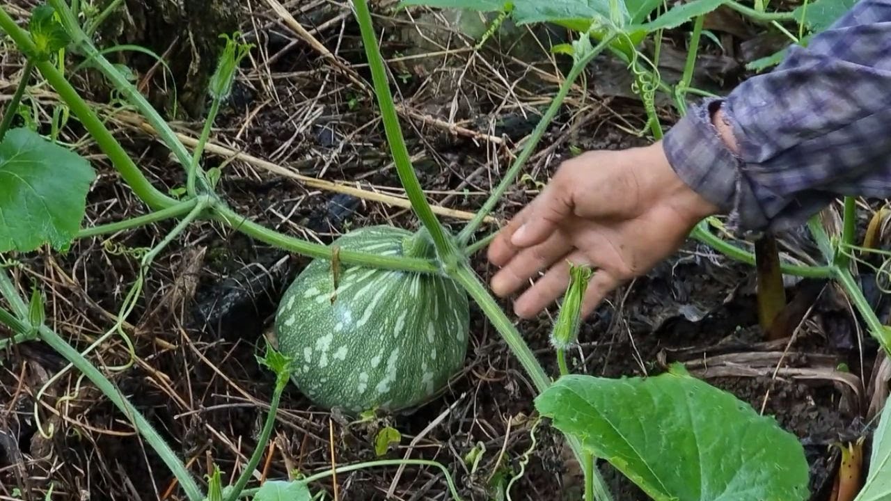 SI QUIERES MUCHAS CALABAZAS DEBES APLICARLE ESTO!