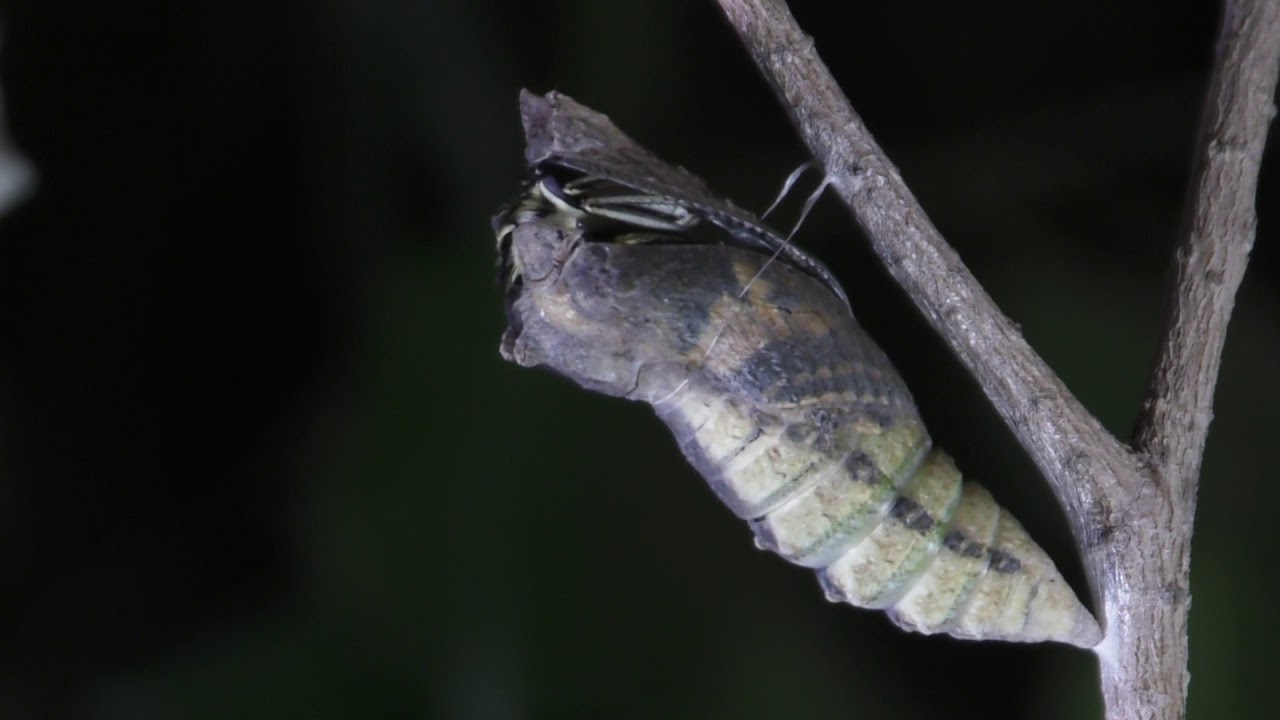 De oruga a mariposa