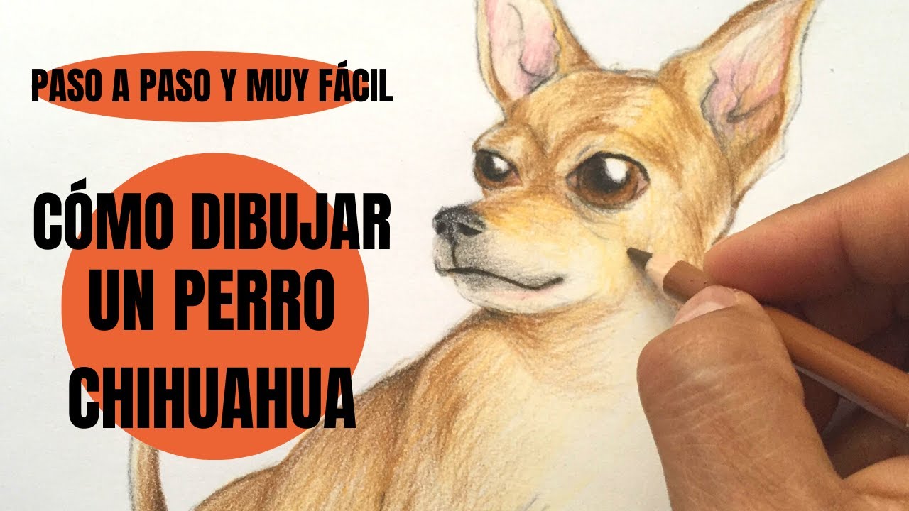 Te digo Cómo se Dibuja Un Perro Chihuahua Paso a Paso ¡Muy fácil!